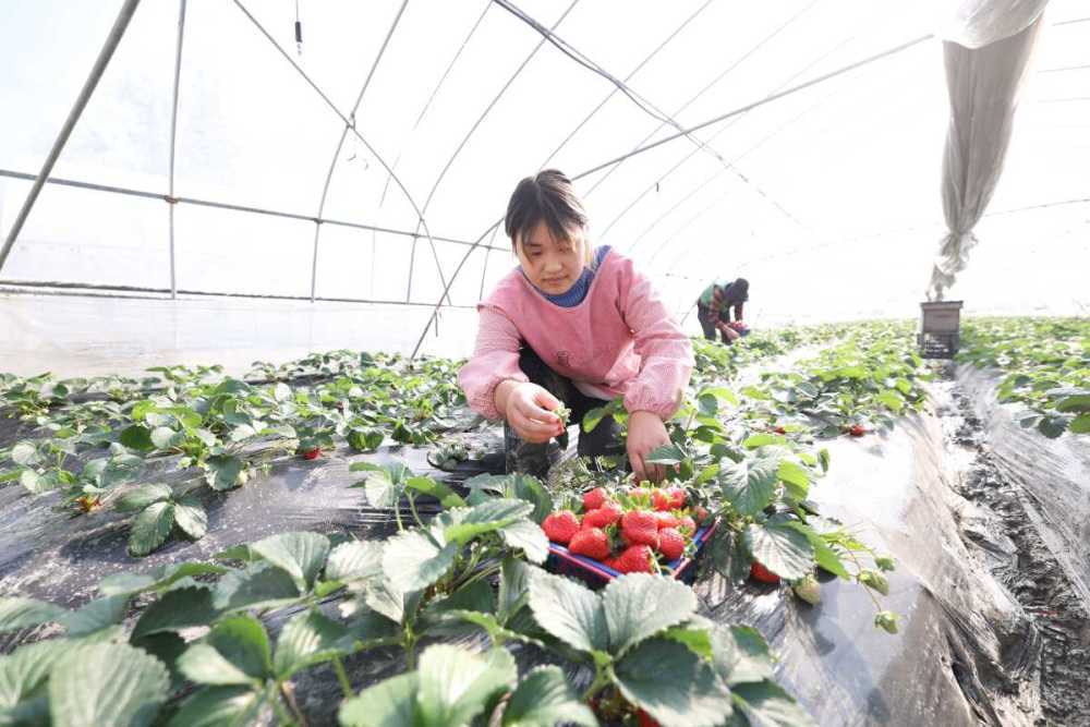 吃货,宁波地产草莓150元/公斤