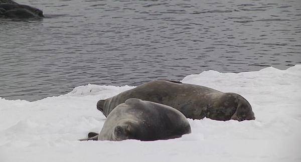 南极一海豹躺冰上挠痒痒 旁若无人相当惬意_威德尔_画面_冰面