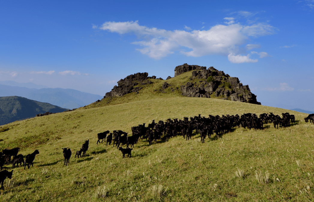 一起来看会东黑山羊选美抢羊"大战"_凉山_堵格_活动