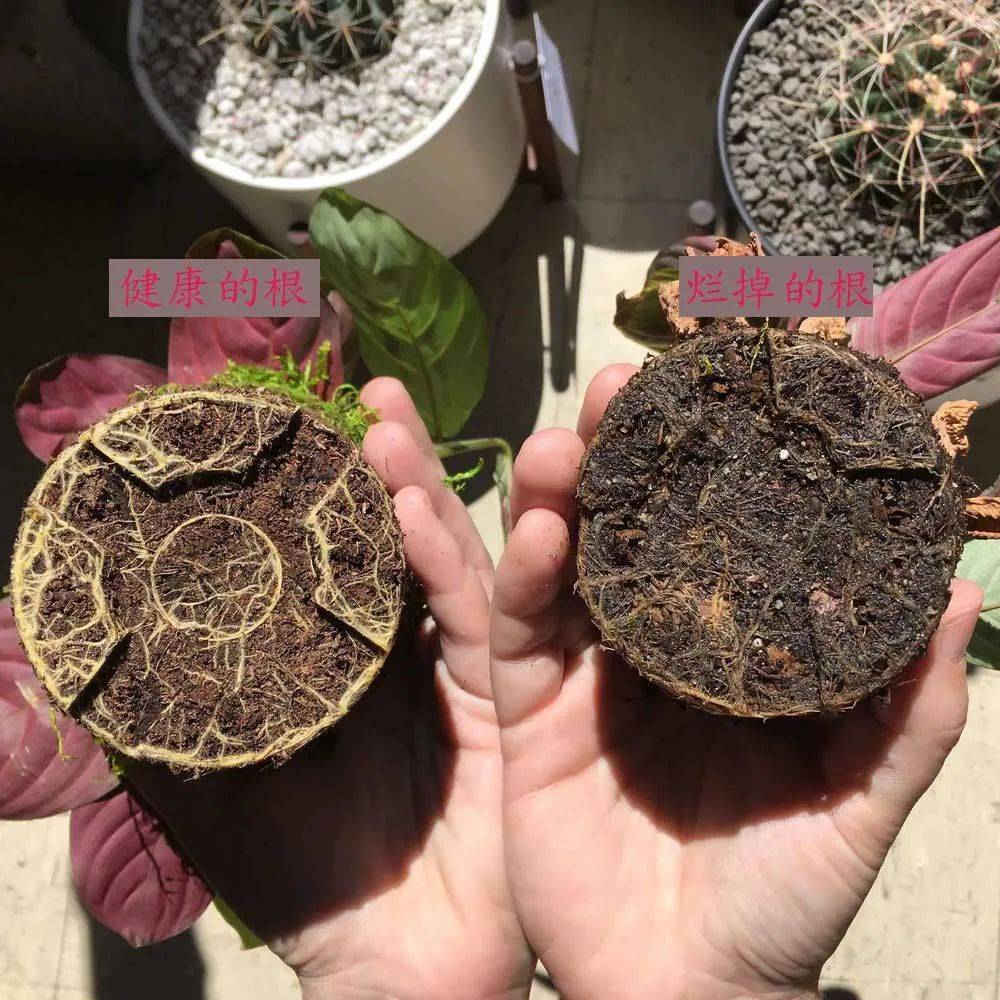 室内盆栽植物烂根会有什么症状,要怎么挽救这些烂根的植物?_土壤_叶子上_花盆