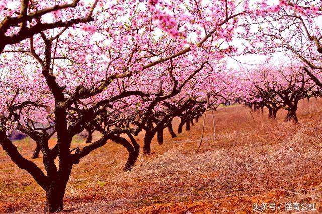 有一种桃叫"安福寺白桃",花养眼,果甜心,美丽财富集一身_桃树_枝江市