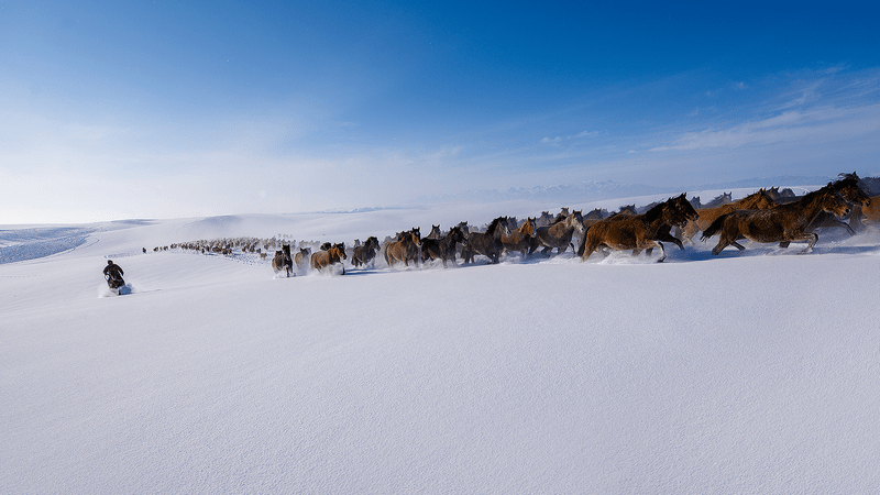12月20日,新疆昭苏县昭苏马场正在举行雪地万马奔腾表演.