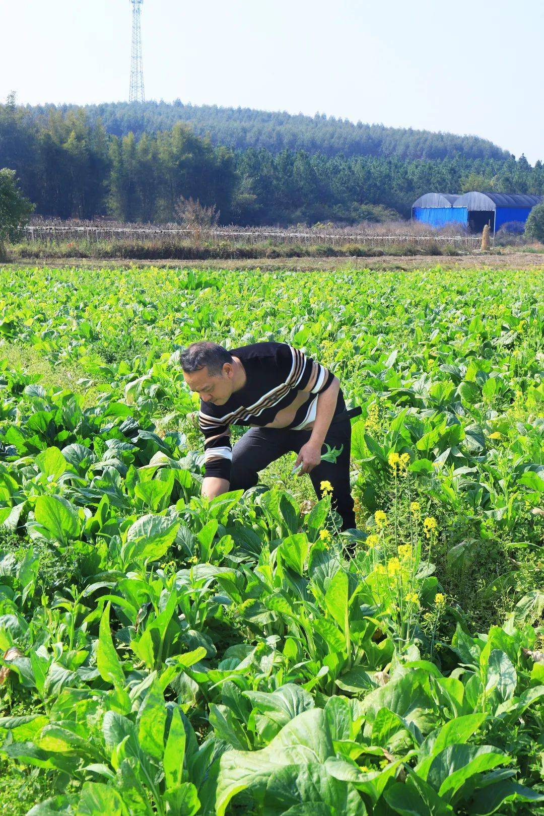 送福利啦1元一斤购菜心活动来了果蔬园直采新鲜送达