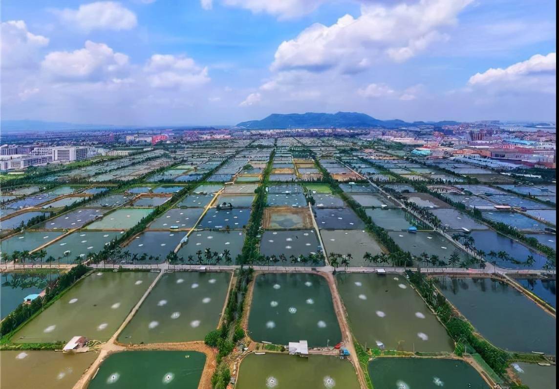 南海九江加州鲈产业再上央视