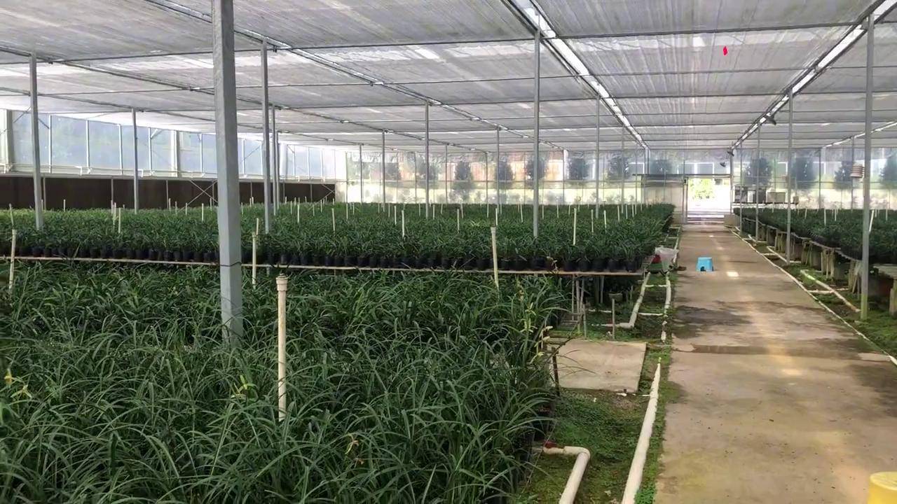 兰花种植 兰花基地 兰花 兰花苗圃,阿姨在种兰花_兰花_苗圃_阿姨