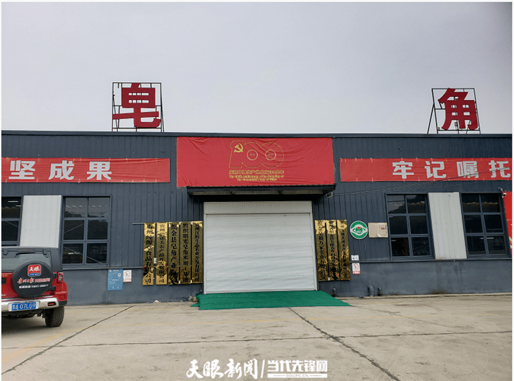 围绕四新抓四化织金县猫场镇发展皂角产业助力乡村振兴