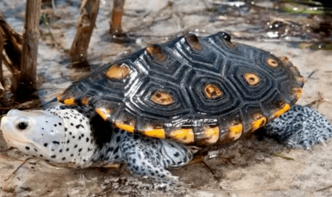 漂亮的钻纹龟的特点和饲养方法