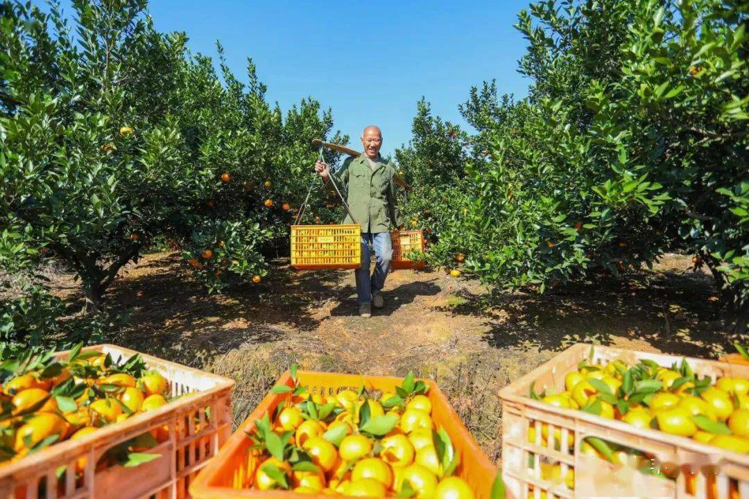 盘点丰城最有特色的村庄,快看有你们村嘛!_发展_集体经济_村民