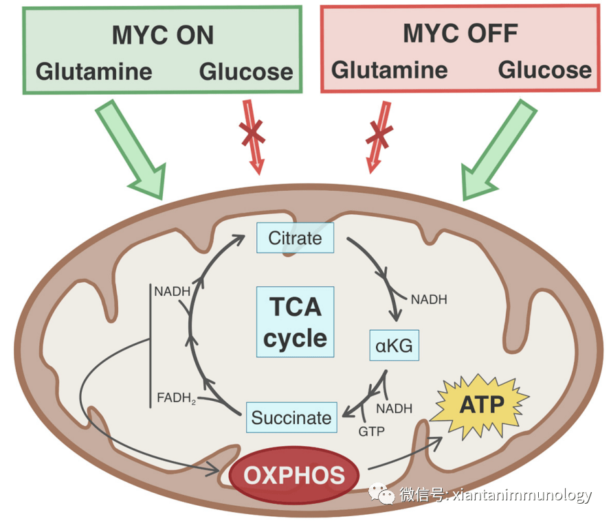 myc癌基因的激活驅動谷氨醯胺的優先代謝向tca循環添補反應(ana