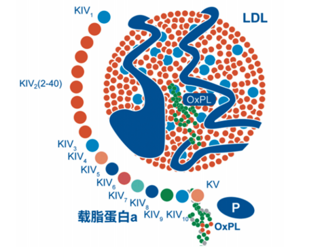 建議指出,lp(a)由低密度脂蛋白樣顆粒和apo(a)組成,兩者以二硫鍵共價