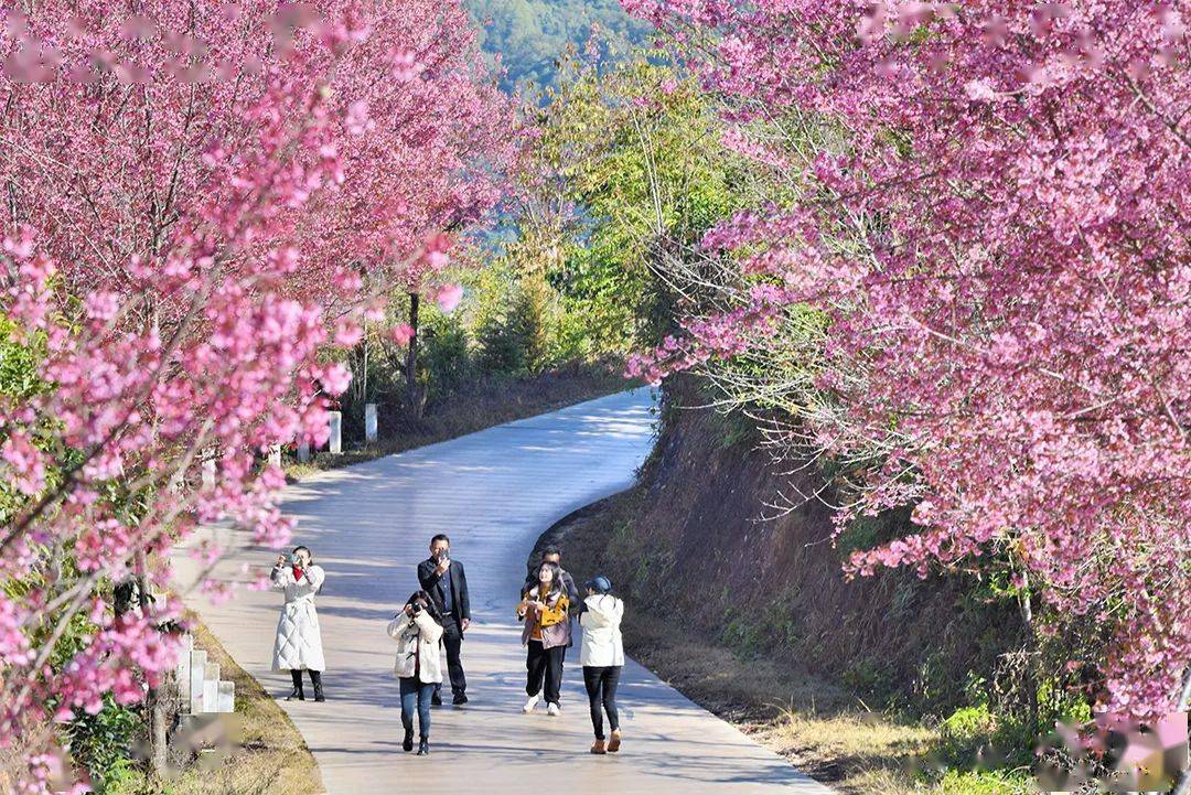 保山| 昌宁:数九寒冬"樱"花美_樱花_地方_冬日