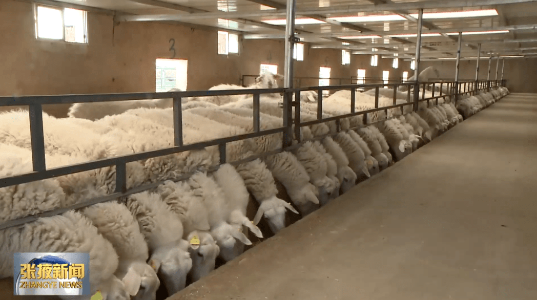 全縣肉羊飼養量達到130萬隻,出欄量達到70.8萬隻,羊產業產值達到9.