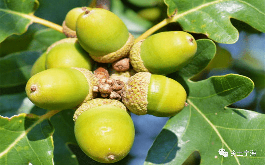 仇叶祥 | 黄泥崀_柴子_子花_柞蚕