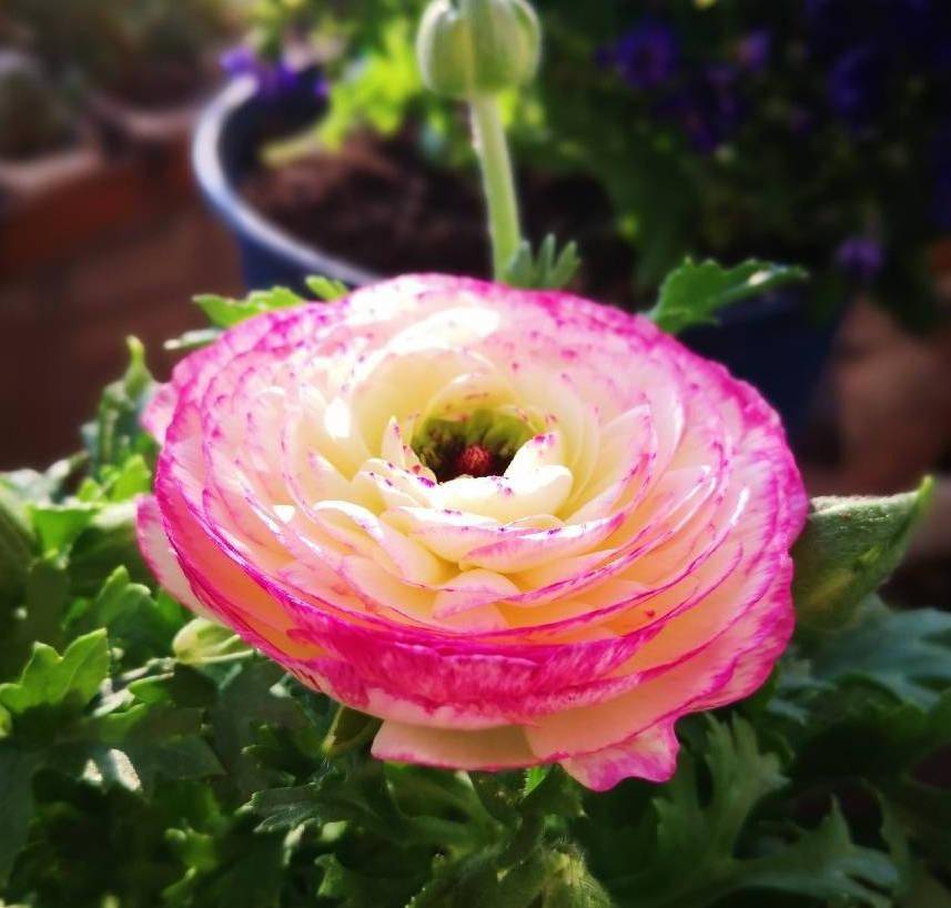 阳台养花毛茛,有3步,花儿像牡丹,一朵朵盛开,美丽娇艳_开花_种球_块根