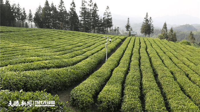 普安茶场图片