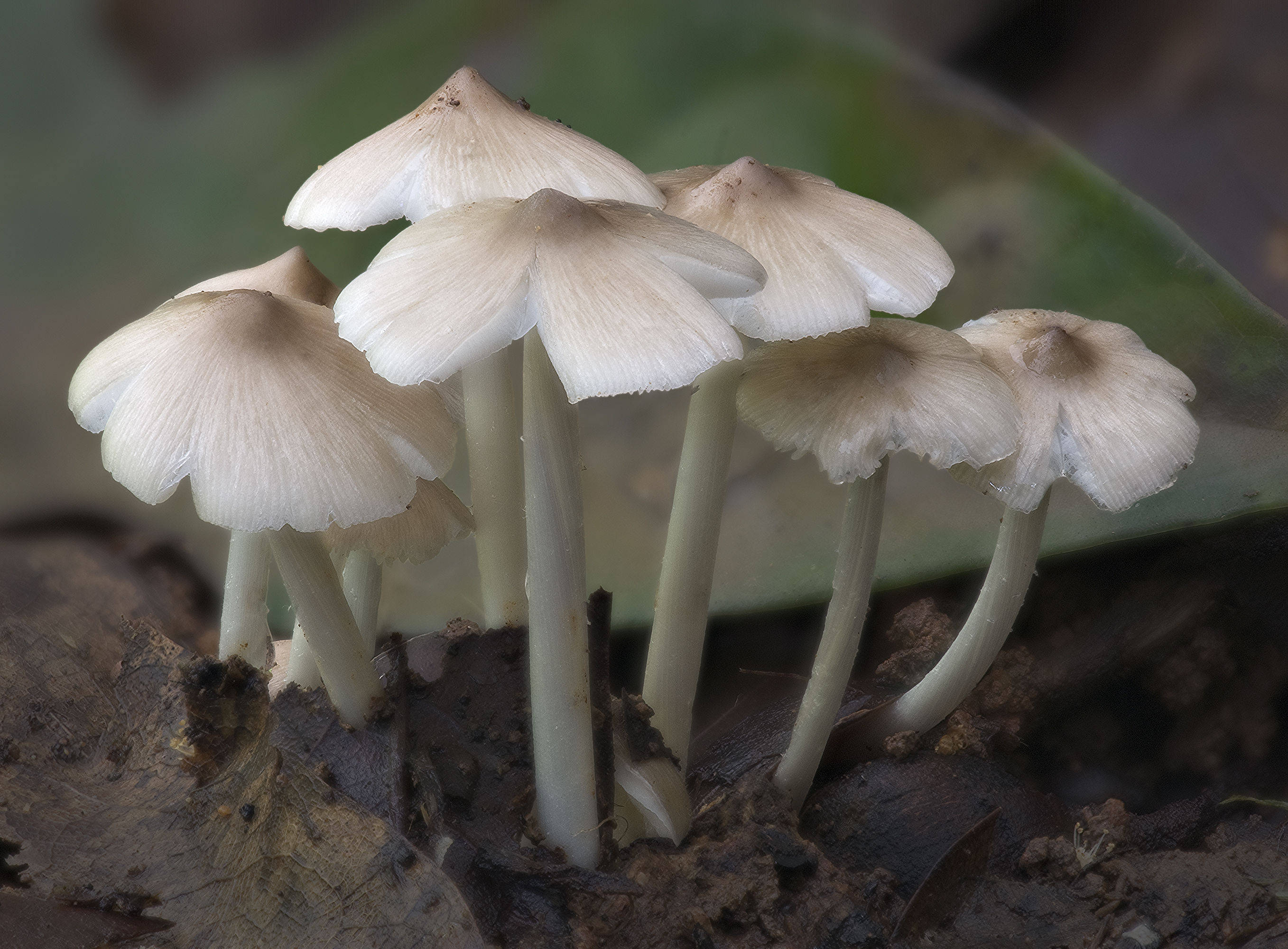 全球野生食用蘑菇科学清单发布可食用蘑菇共2189种