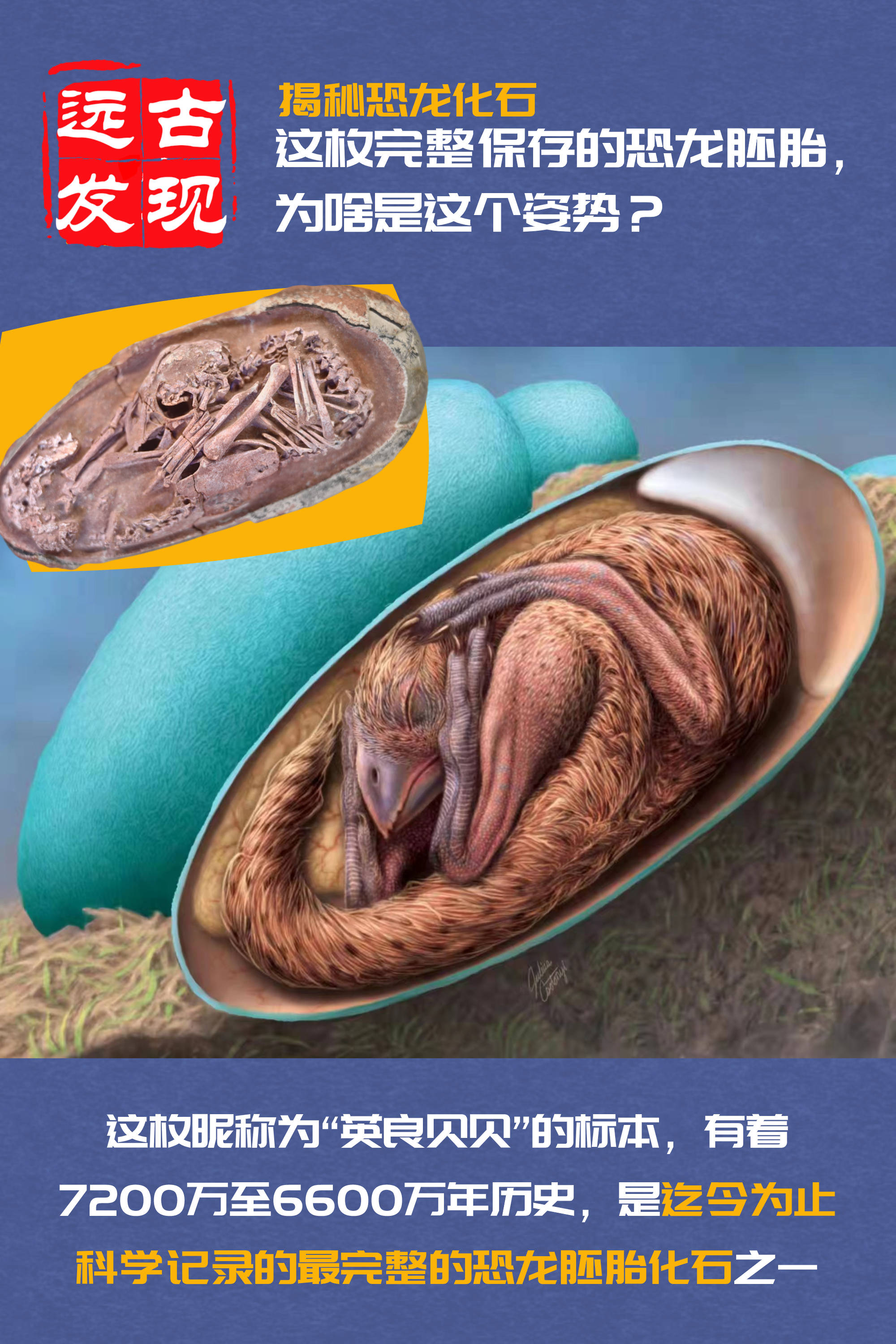 揭秘恐龙化石丨这枚完整保存的恐龙胚胎,为啥是这个姿势?