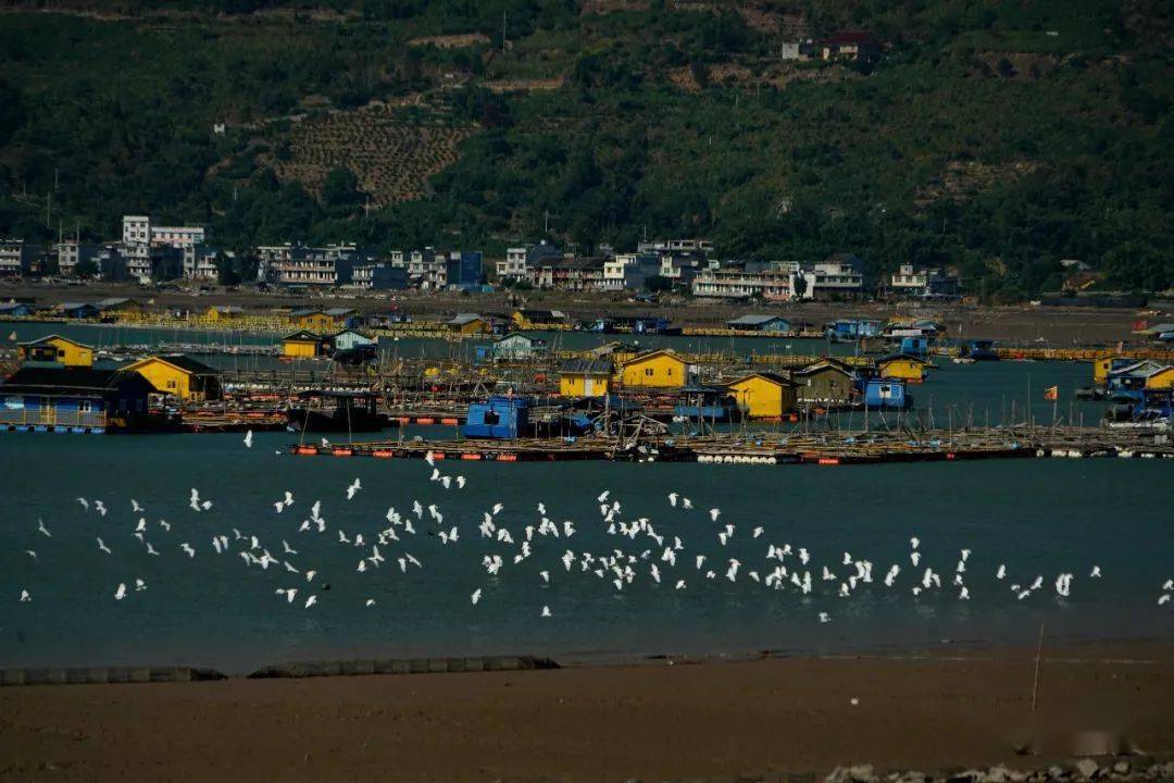 凝心聚力共谋发展苍南沿浦着力建设中国核电与地方融合发展第一镇