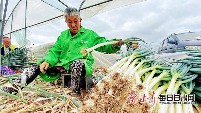 郭秀睿 通讯员魏涛)走进兰州市榆中县小康营乡王保营村鸿丰盈大葱种植