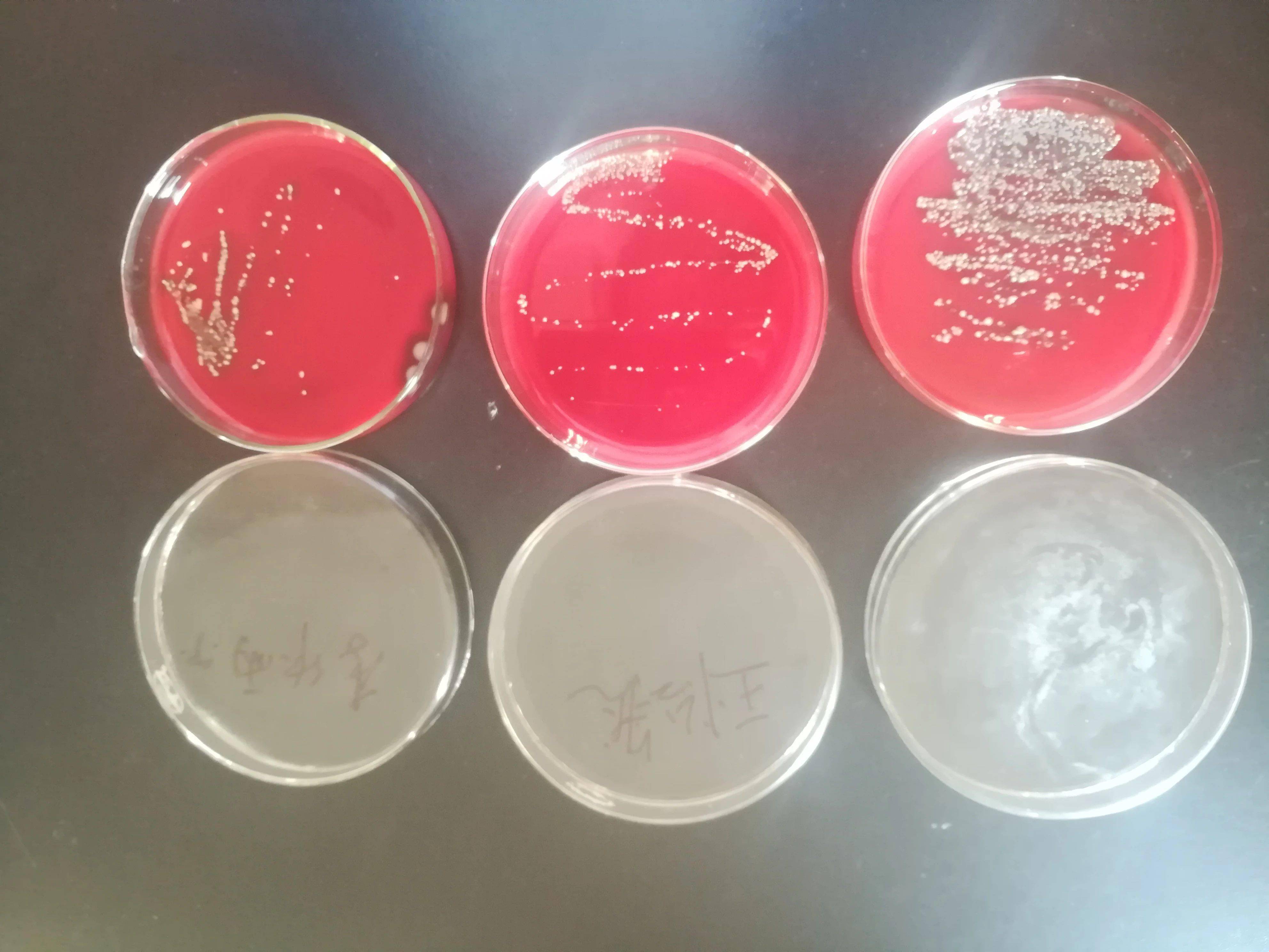 如何给细菌染色高中生如何跟博导做科研记2021温州市科技青苗计划