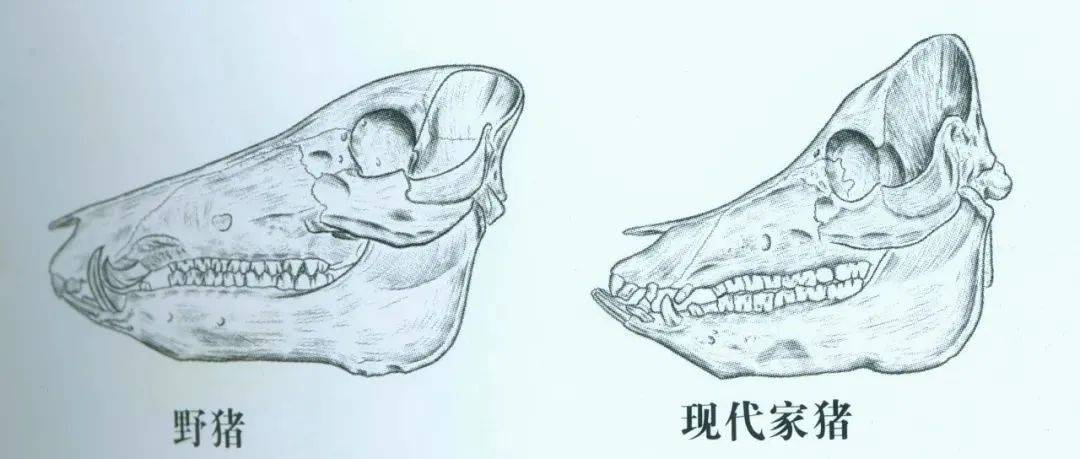 【莞邑考古】“莞邑考古”系列第四集——猪猡纪_河姆渡遗址_野猪_地区