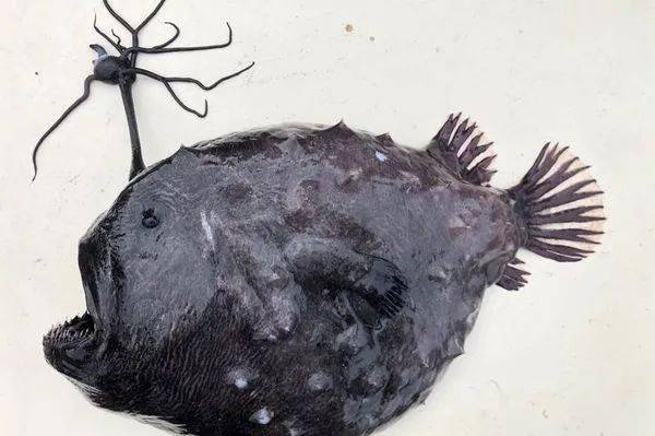 圣地亚哥海岸惊见稀有黑色触须灯笼鱼！科学家吓坏：本年第三次(图)（圣地亚哥海岸线军人墓）