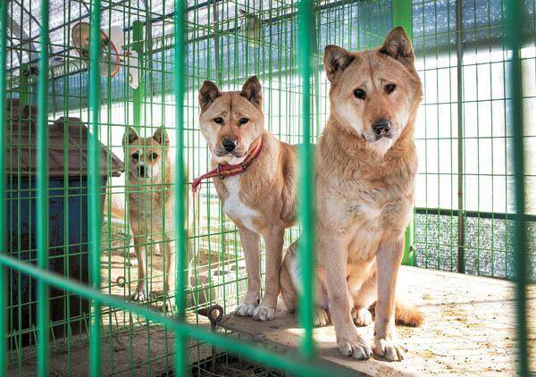 珍岛犬斗狗图片