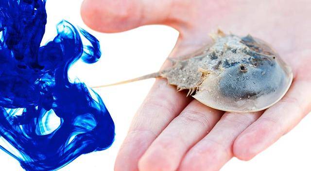 蓝色血液的生物有多可怕 0ba0287f03224b519281ada8ccde2d2d.jpeg