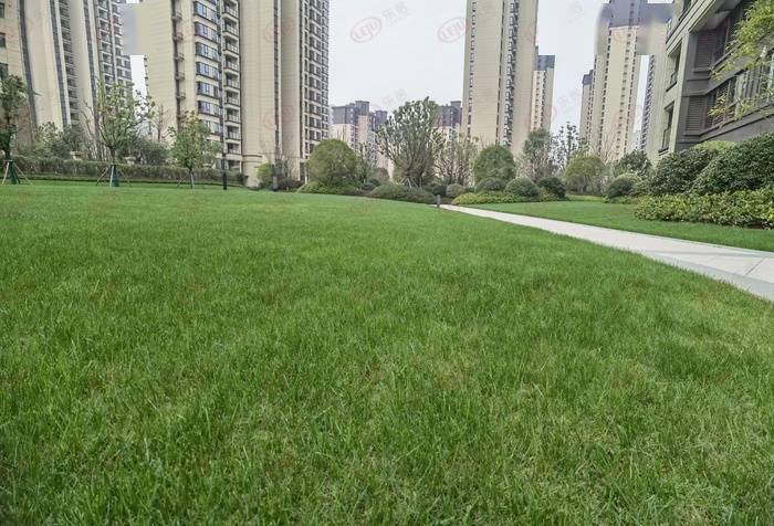 新家硕丰大成交付综述小区绿化被业主称道