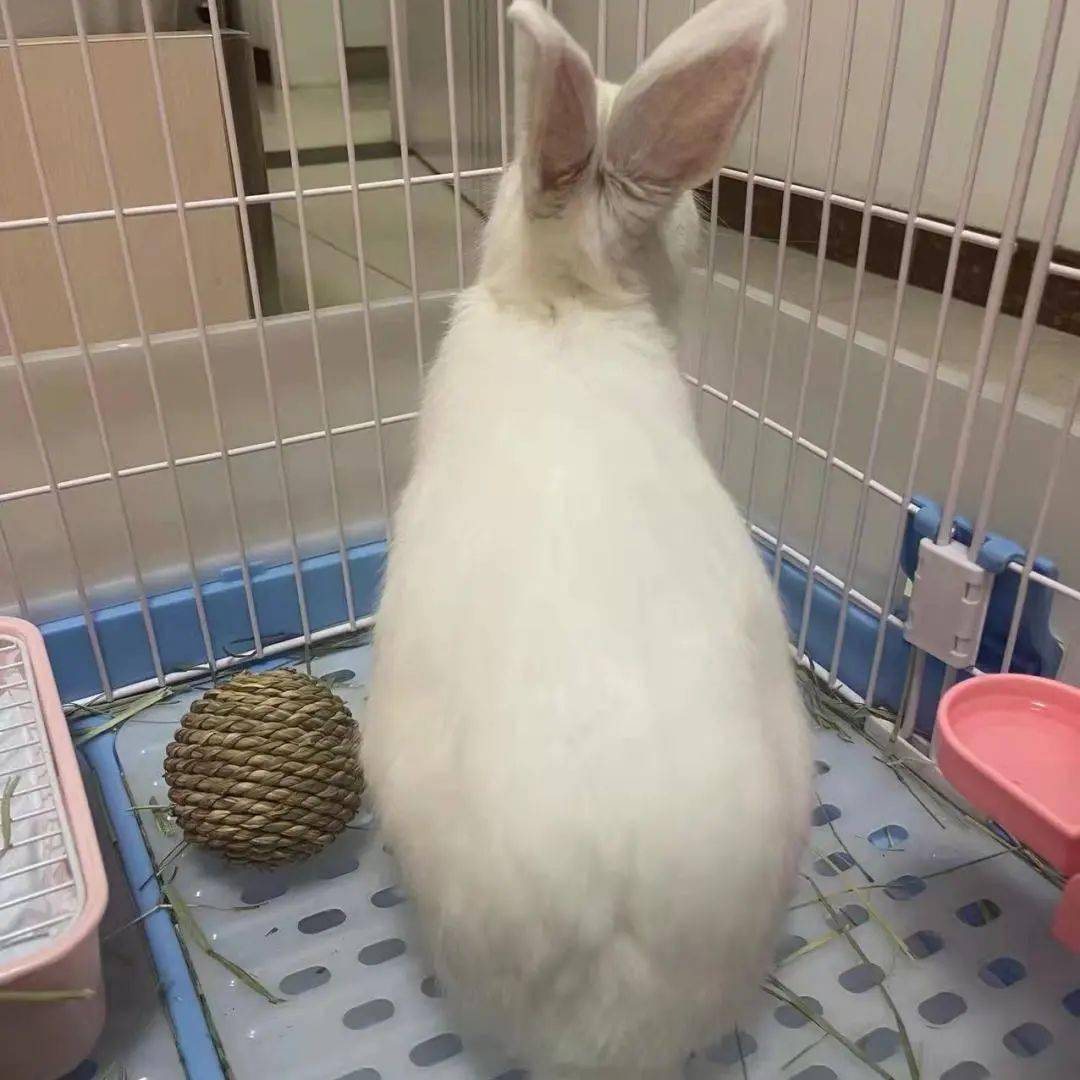 给它们一个家线上宠物领养日兔兔专场20211225