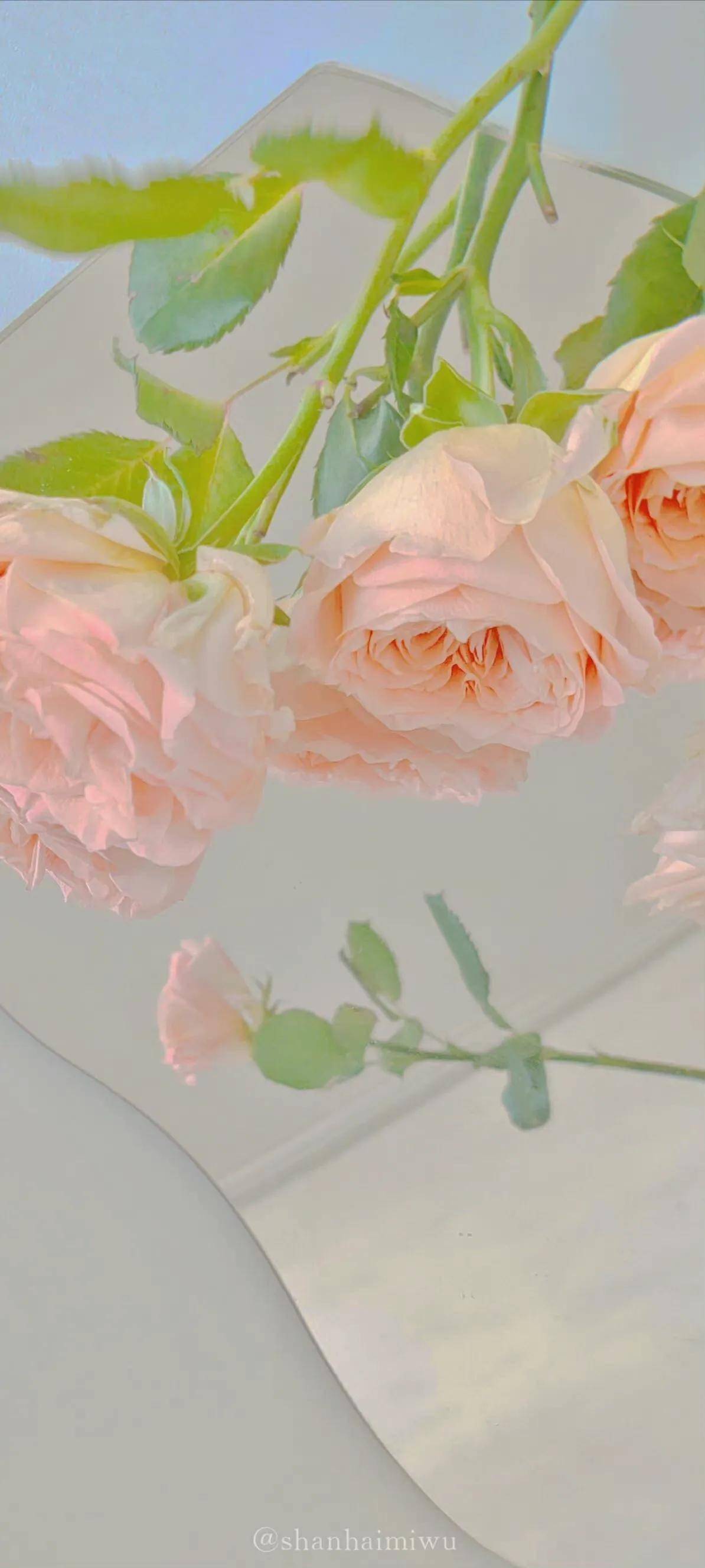 玫瑰花壁纸 真的好温柔 玫瑰花 壁纸