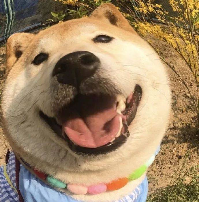 憨憨狗子表情包_表情