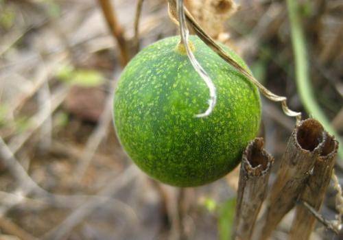 80后农村人的记忆麻包蛋香气扑鼻的小野瓜