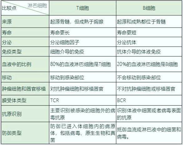 生物课t细胞和b细胞的区别