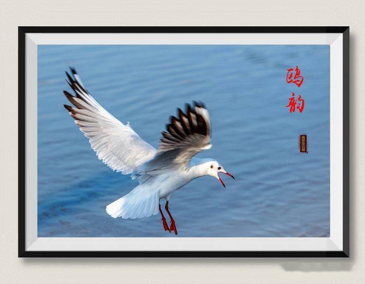  醉美汉中滨江公园的三趾鸥和红嘴鸥