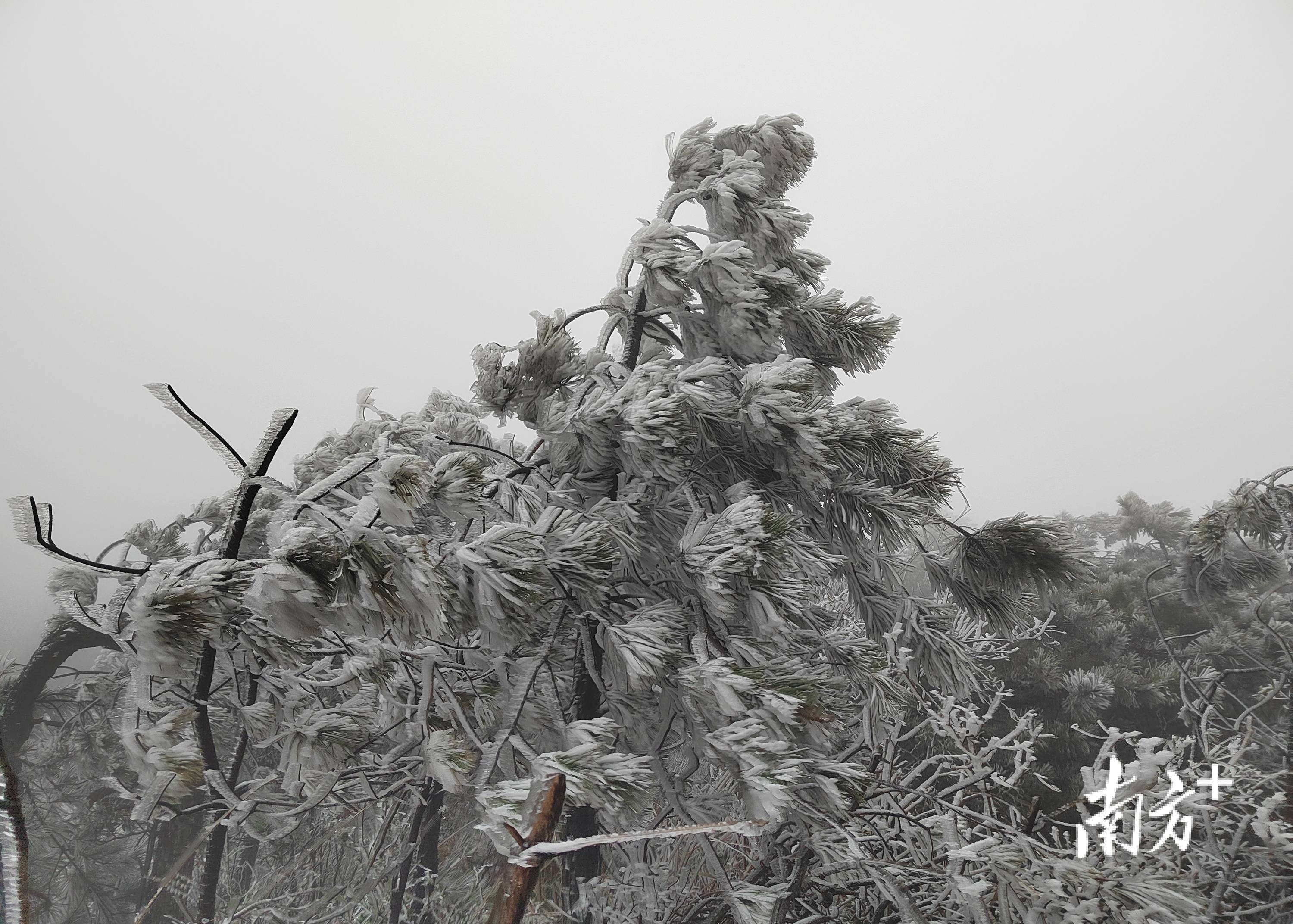 广东雪灾图片