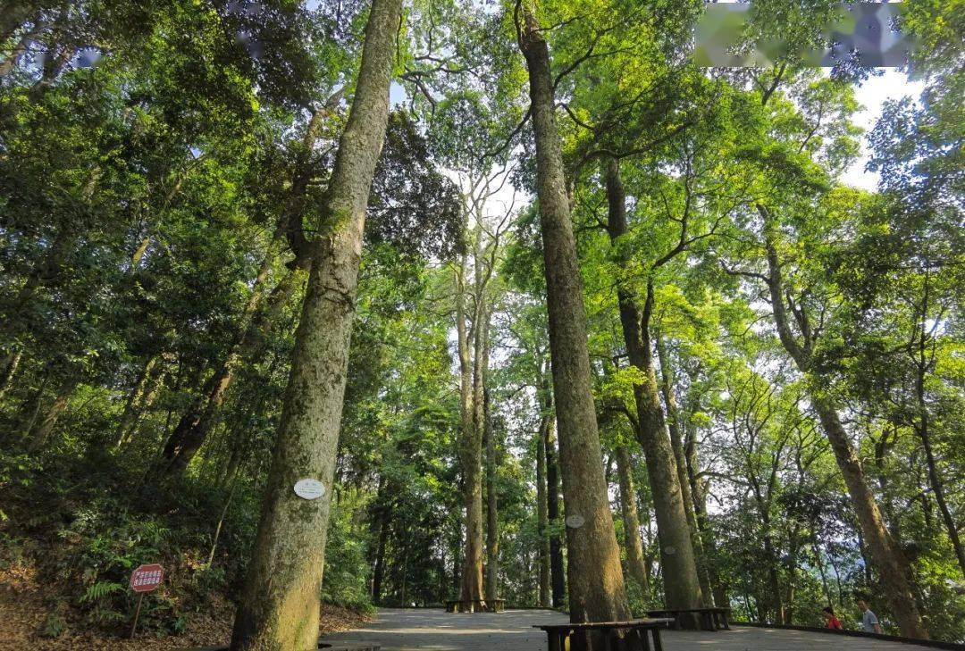 喜讯我镇楠木林入选首批福建最美古树群
