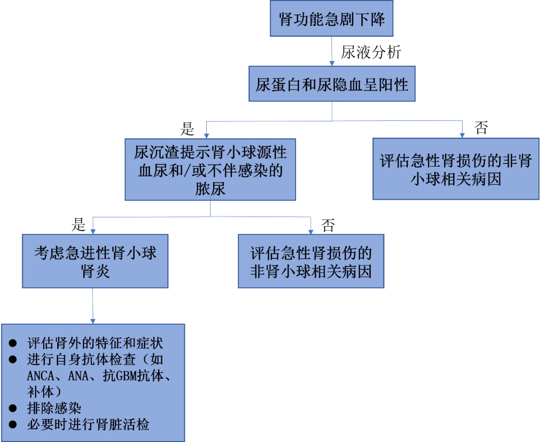 臨床表現符合小血管炎且髓過氧化物酶(mpo)或蛋白酶3(pr3)anca呈陽性