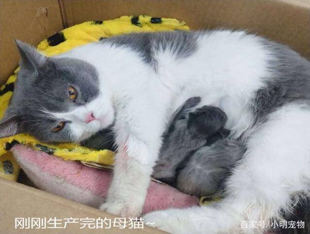 母猫怀孕多久后会生小猫?