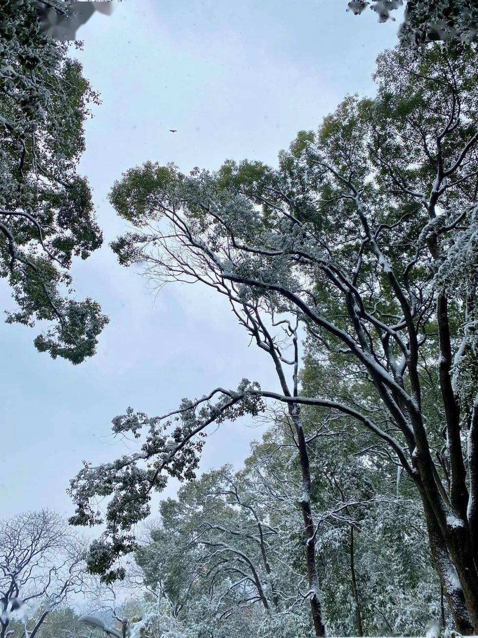 光影師大初雪落下的聲音