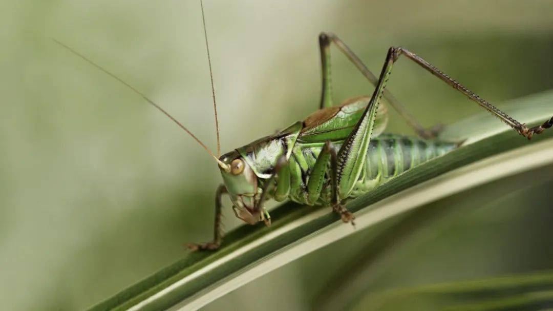 齐白石作品解析为什么人人都爱齐白石