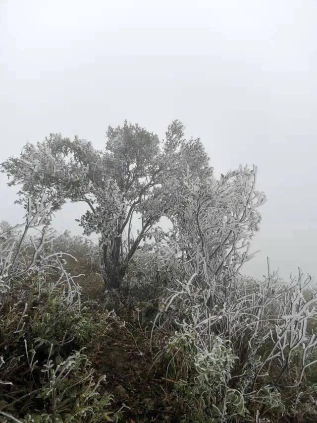 贵港平天山现冰凌雾凇!_天气_气温_仙境