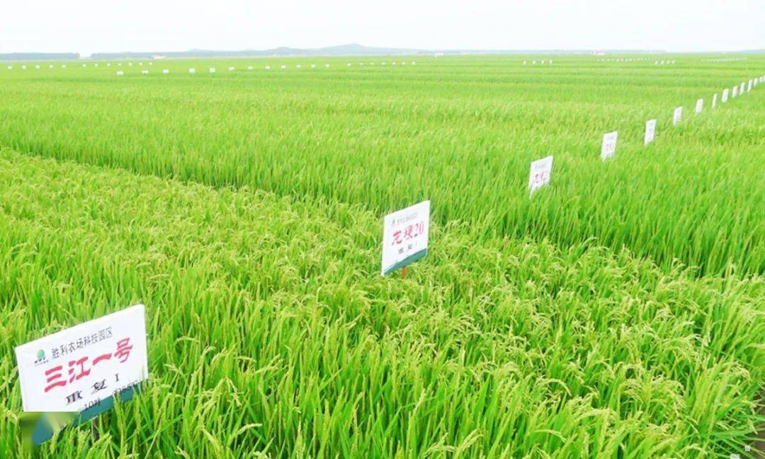 水稻品种垦稻90图片
