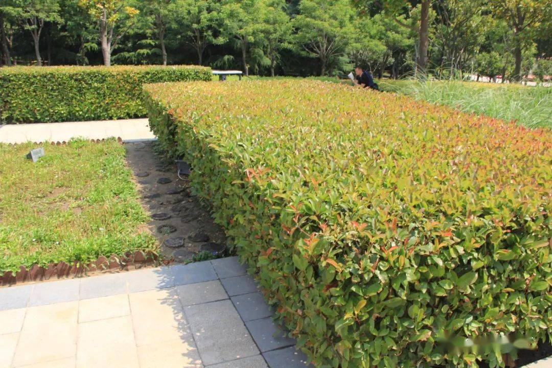 4)矮绿篱:高度在0.5米之下,作为花境镶边,花坛,草坪图案花纹等.