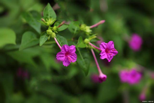 不想花时间打理 又想院子里有花常开 种农村 四美 吧 错不了 鸡冠花 紫茉莉 蜀葵