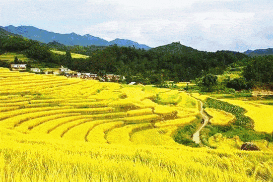 广州附近的金黄梯田,超大一片麦穗海浪,美景不输龙胜梯田!