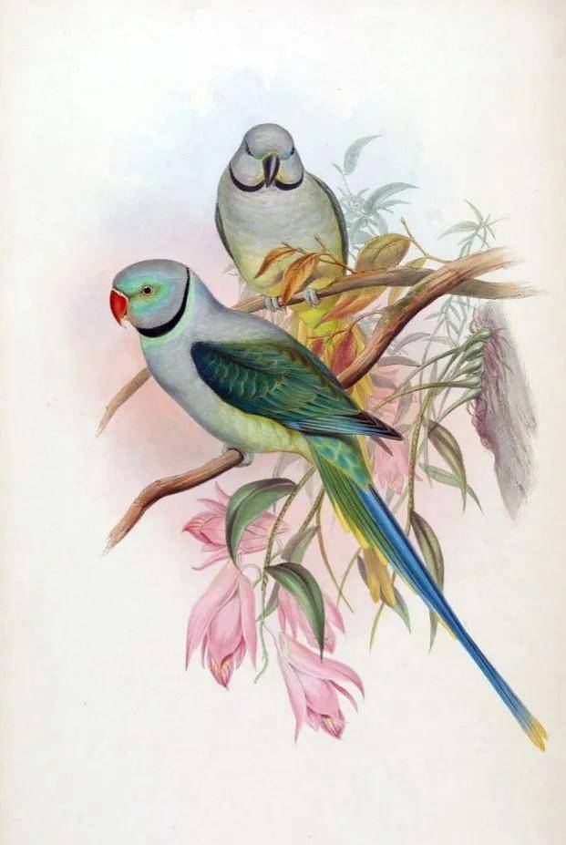 60多张双比翼鸟图欣赏