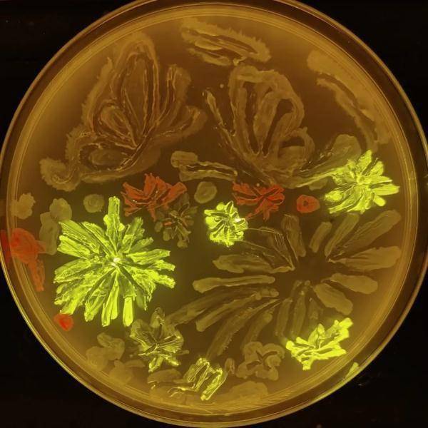 培养皿|“出圈”的大学期末考试：用微生物绘画