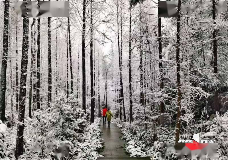 渝北南天门森林公园：这场雪 好漂亮！