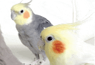 0b116c6666254753a1b5a2c40b01d000.gif